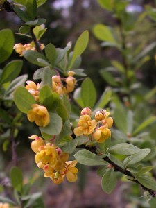 Berberis fendleri